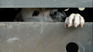 S2:E11 Snake Bite, Gang Reform, Music to End Hunger