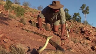 S3:E1 The Lizard Eaters