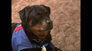 S1:E10 Canine Hero, Helping the Deaf Hear, Celebrities' Heroes