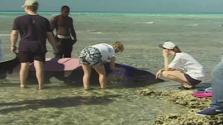 E6: Healing Plants, Mafia Initiations, The killing of Dolphins and Whales, Remote Viewing