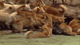 S1:E8 Dingoes