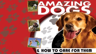 Amazing Dogs