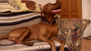 E8: Alien Abductions, The Minds of Pets, Whistleblowers, Beauty Pageant Nightmare