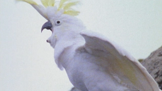 E11- Book 4: The Sea of Adventure: Part 2