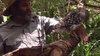 S1:E10 Urban Birds of Prey