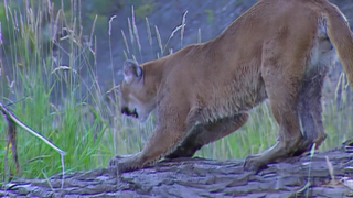 S4:E9 Top Predators of North America