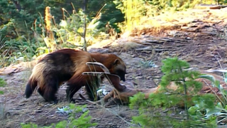 S4:E8 Predatory Mammals