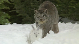 S5:E1 Lynx and Bobcats