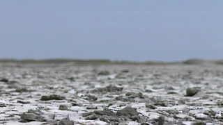 S4:E9  Brink Of Extinction