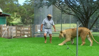 S5:E10 Tigers and Lions