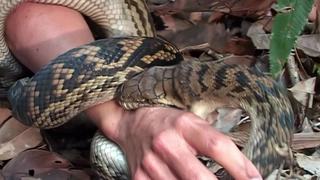 S4:E5 The Tropical Forest