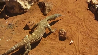 S4:E7 The World of The Reptile