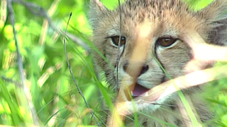 S5:E2 Cheetah and Leopard