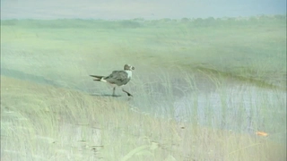 S7:E8 Mississippi Gulf Coast