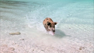 S7:E11 Island Adventures