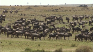 S8:E8 African Safari