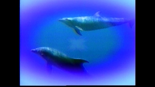 S2:E5 UFO’s and Dolphins