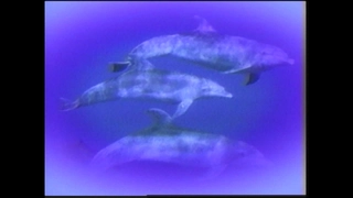 S4:E10 Psychic Dolphins