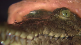 S1:E1 Alligator and Crocodile