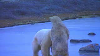 S1:E3 Polar Bears