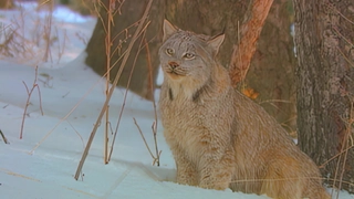 S1:E5 Lynx
