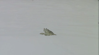 S1:E6 Yellowstone Wolves I