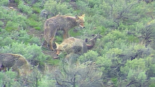 S1:E17 A Rockies Spring