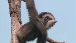 S1:E20 Gibbon