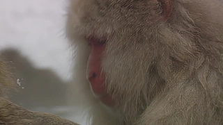 S1:E15 Snow Monkeys
