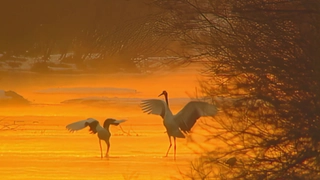 S1:E16 Japanese Crane