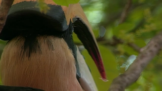 S1:E21 Hornbills