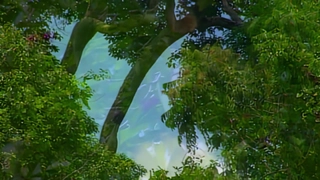 S1:E22 Tropical Forest