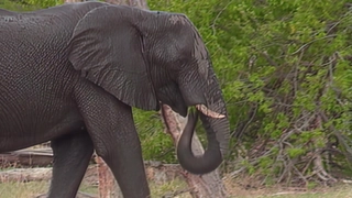S2:E2 Okavango Elephants