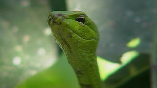 S1:E19 Thailand Snakes