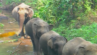 S1:E18 Asiatic Elephant