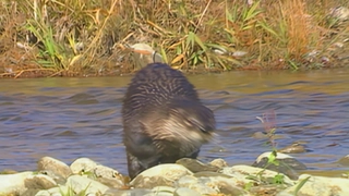 S1:E9 River Otter