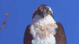 S1:E11 Birds of Prey