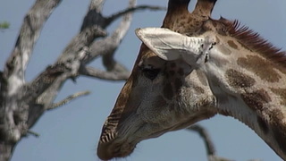 S2:E7 Giraffe