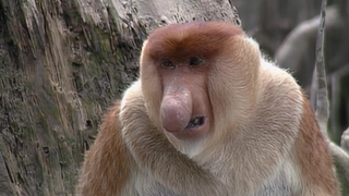 S2:E19 Proboscis Monkey