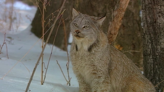 S3:E16 Animals v. Humans