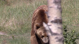 S3:E5 Yellowstone Grizzly