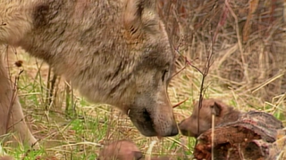 S3:E18 Ingenious Animals