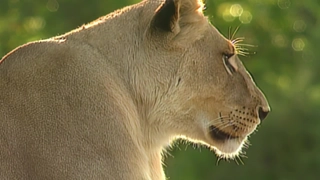 S2:E1 Lions of Shindi