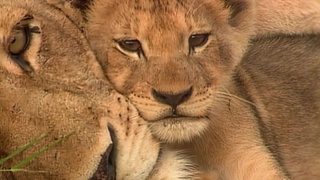 S2:E5 Life and Death in the Pride