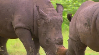 S2:E6 Megaherbivores