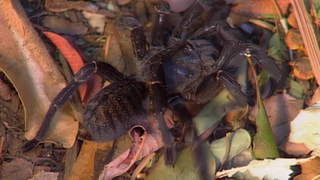 S2:E8 Surprising Predators