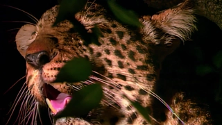 S2:E11 Night Stalkers