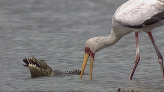 S2:E10 African Waterhole