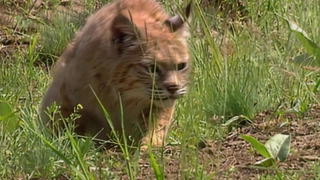 S2:E12 Bobcat