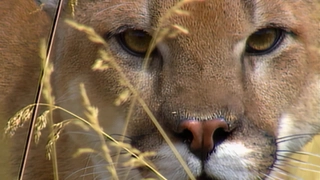 S2:E16 Mountain Lion